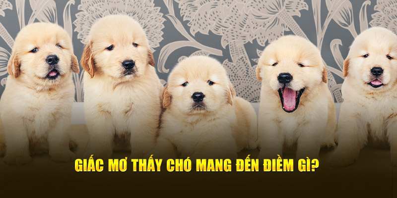 Mơ thấy chó mang đến ý nghĩa gì?