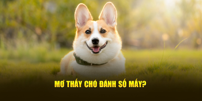 Mộng thấy chó đánh số mấy