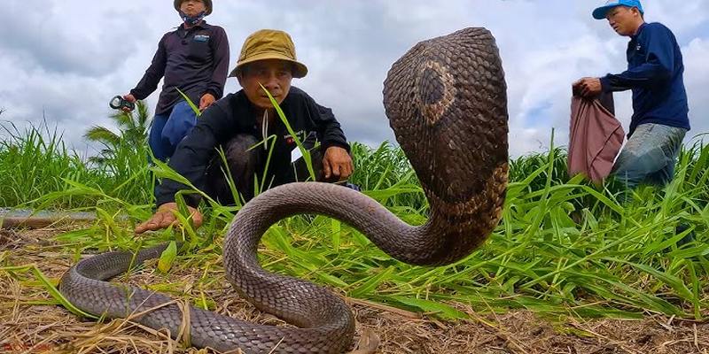 Mộng thấy bố là người hay bắt rắn độc