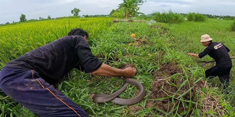 Mơ thấy rắn bị bắt ngoài đồng