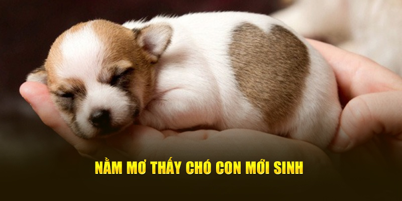 Nằm mơ thấy chó con mới sinh