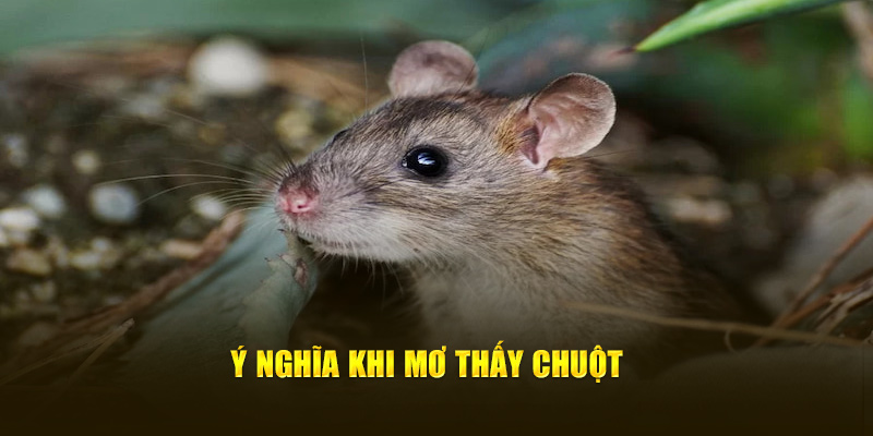 Ý nghĩa khi nằm mơ thấy chuột